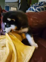 Anna, a female Alaskan Malamute for sale in North Lewisburg, OH – Photo 3 of 10