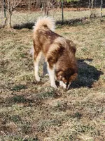 Anna, a female Alaskan Malamute for sale in North Lewisburg, OH – Photo 7 of 10