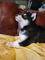 Anna, a female Alaskan Malamute for sale in North Lewisburg, OH – Photo 2 of 10