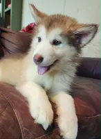 Arya, a female Alaskan Malamute for sale in North Lewisburg, OH – 2 of 7