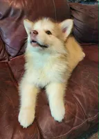 Maise, a female Alaskan Malamute for sale in North Lewisburg, OH – 5 of 8