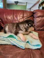 Wanda, a female Alaskan Malamute for sale in North Lewisburg, OH – 4 of 7