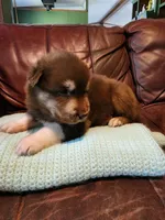 Magneto, a male Alaskan Malamute for sale in North Lewisburg, OH – 2 of 8