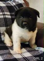 Starlight, a female Akita for sale in North Lewisburg, OH – 5 of 10
