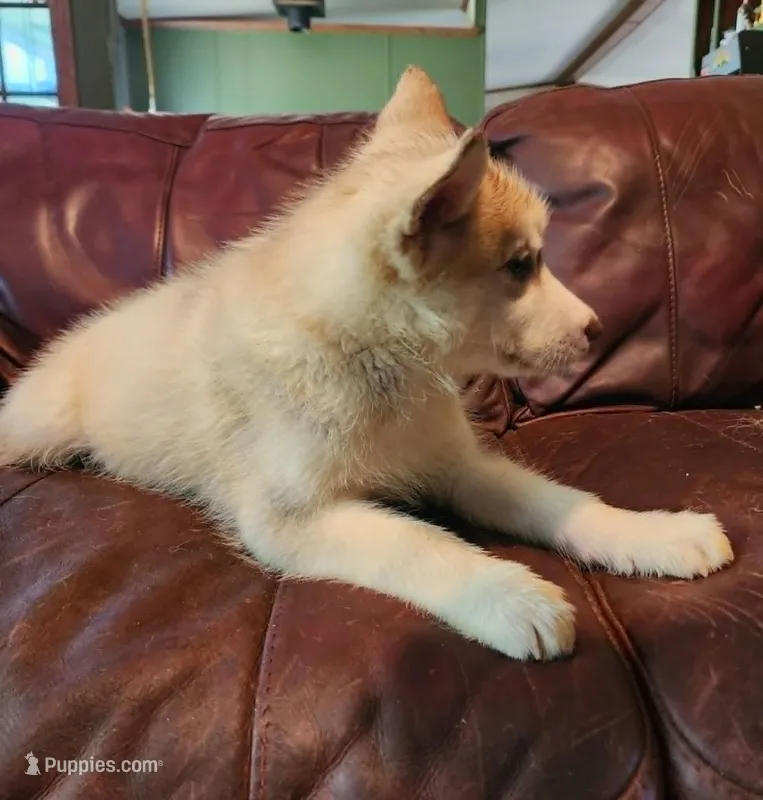 Sophie – Alaskan Malamute puppy for sale in North Lewisburg, OH