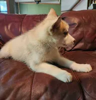 Sophie, a female Alaskan Malamute for sale in North Lewisburg, OH – 2 of 6