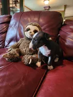 Persephone, a female Bull Terrier for sale in North Lewisburg, OH – Photo 2 of 5