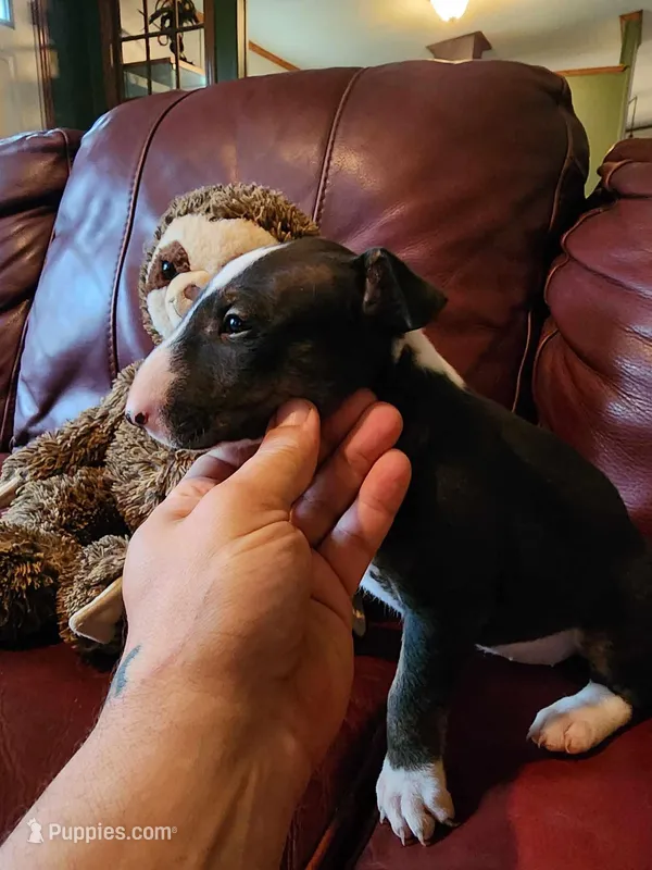 Persephone, a female Bull Terrier for sale in North Lewisburg, OH – Photo 1 of 5