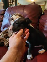 Persephone, a female Bull Terrier for sale in North Lewisburg, OH – Photo 1 of 5