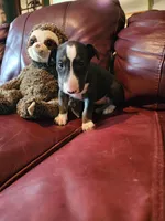 Persephone, a female Bull Terrier for sale in North Lewisburg, OH – Photo 4 of 5