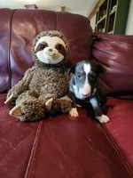 Persephone, a female Bull Terrier for sale in North Lewisburg, OH – Photo 5 of 5