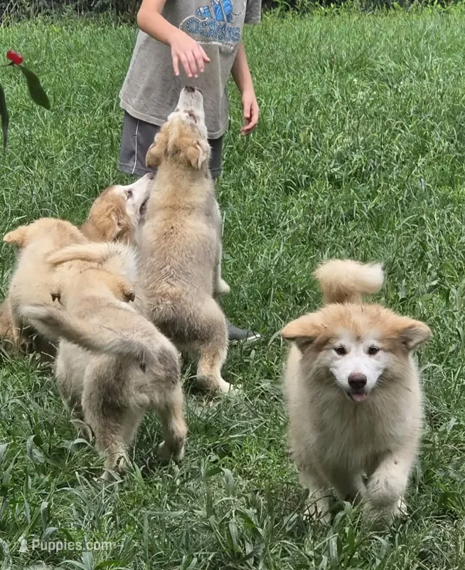 Astrix – Alaskan Malamute puppy for sale in North Lewisburg, OH
