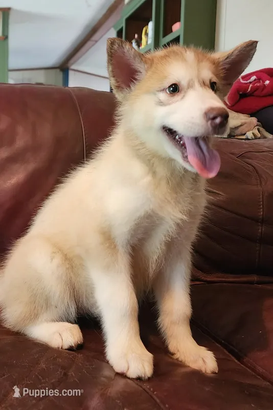 Astrix – Alaskan Malamute puppy for sale in North Lewisburg, OH