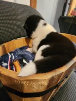 Male A4, a male Akita for sale in North Lewisburg, OH – Photo 2 of 10