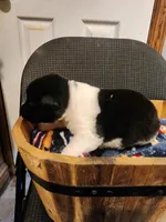 Male A4, a male Akita for sale in North Lewisburg, OH – Photo 6 of 10