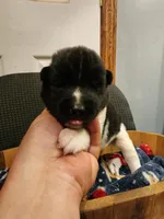 Male A4, a male Akita for sale in North Lewisburg, OH – Photo 3 of 10