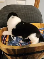 Male A4, a male Akita for sale in North Lewisburg, OH – Photo 1 of 10