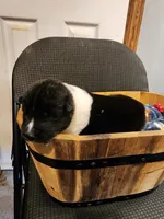 Male A4, a male Akita for sale in North Lewisburg, OH – Photo 5 of 10