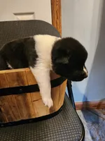 Male A4, a male Akita for sale in North Lewisburg, OH – Photo 4 of 10