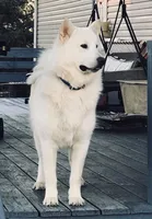 Maise, a female Alaskan Malamute for sale in North Lewisburg, OH – 7 of 8