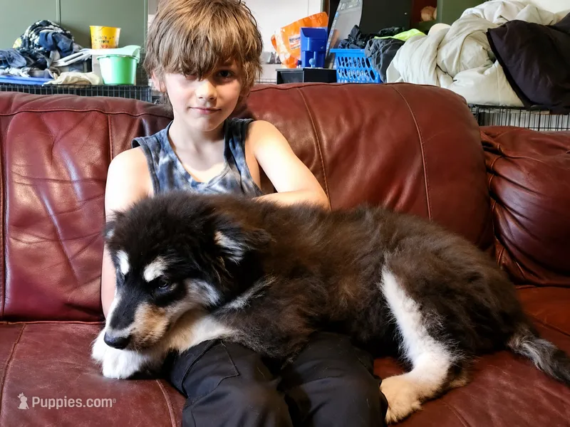 Kristen – Alaskan Malamute puppy for sale in North Lewisburg, OH