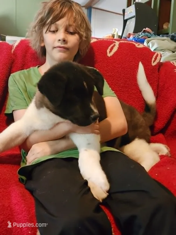 Dolly – Akita puppy for sale in North Lewisburg, OH