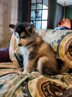Celeste, a female Alaskan Malamute for sale in North Lewisburg, OH – 1 of 9
