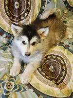 Celeste, a female Alaskan Malamute for sale in North Lewisburg, OH – 5 of 9