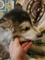 Celeste, a female Alaskan Malamute for sale in North Lewisburg, OH – 9 of 9