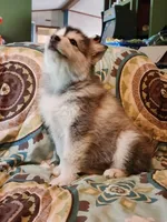 Celeste, a female Alaskan Malamute for sale in North Lewisburg, OH – 2 of 9