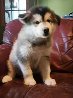Celeste, a female Alaskan Malamute for sale in North Lewisburg, OH – 4 of 9