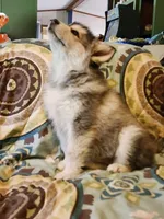 Celeste, a female Alaskan Malamute for sale in North Lewisburg, OH – 8 of 9