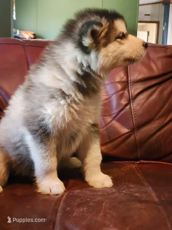 Celeste – Alaskan Malamute puppy for sale in North Lewisburg, OH