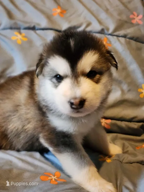Celeste – Alaskan Malamute puppy for sale in North Lewisburg, OH