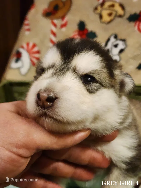 Celeste – Alaskan Malamute puppy for sale in North Lewisburg, OH