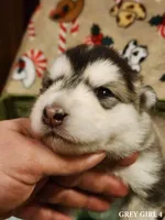 Celeste, a female Alaskan Malamute for sale in North Lewisburg, OH – Photo 1 of 2