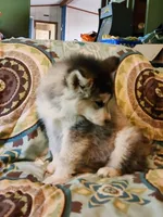 Celeste, a female Alaskan Malamute for sale in North Lewisburg, OH – 6 of 9