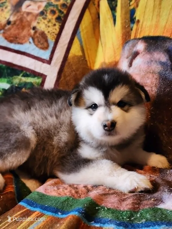 Celeste – Alaskan Malamute puppy for sale in North Lewisburg, OH
