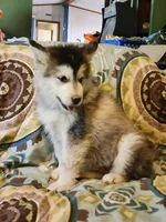 Celeste, a female Alaskan Malamute for sale in North Lewisburg, OH – 7 of 9