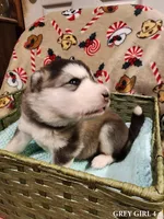 Celeste, a female Alaskan Malamute for sale in North Lewisburg, OH – Photo 2 of 2