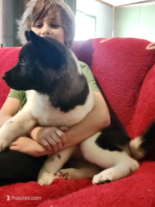 Starlight – Akita puppy for sale in North Lewisburg, OH