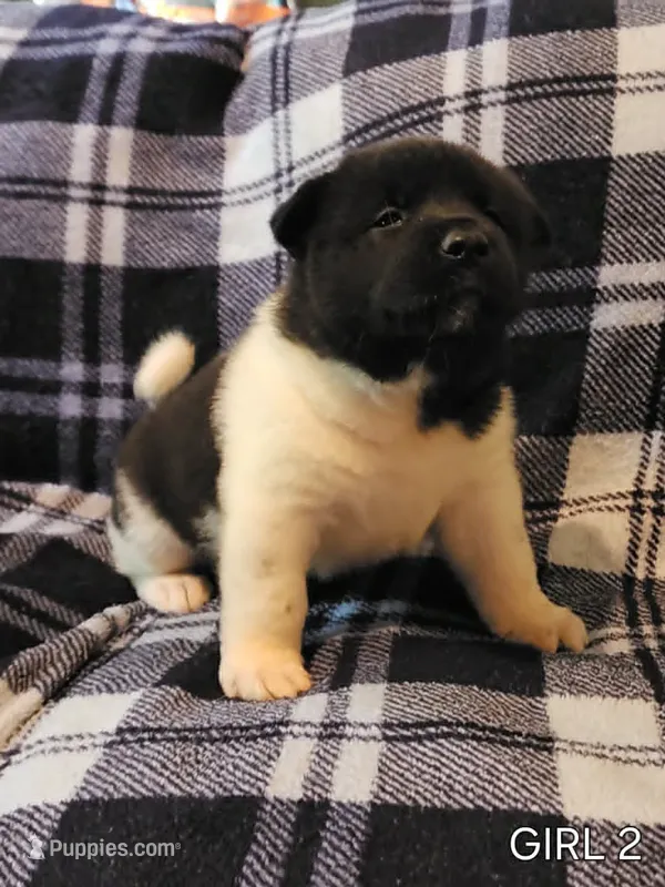Starlight – Akita puppy for sale in North Lewisburg, OH