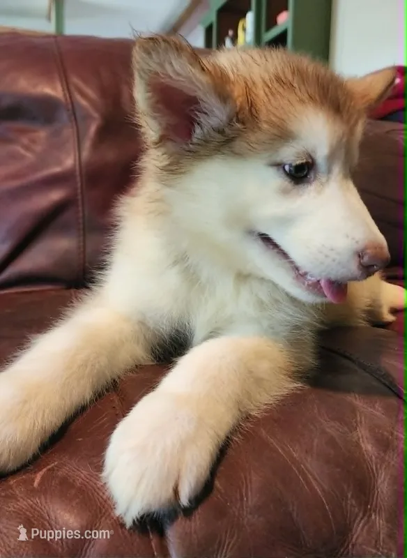 Arya – Alaskan Malamute puppy for sale in North Lewisburg, OH