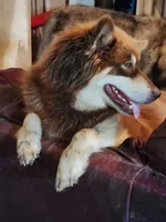 Wanda, a female Alaskan Malamute for sale in North Lewisburg, OH – 5 of 7