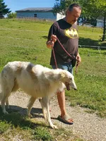 Nosetradamus, a male Borzoi for sale in North Lewisburg, OH – Photo 7 of 7