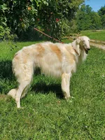 Nosetradamus, a male Borzoi for sale in North Lewisburg, OH – Photo 1 of 7
