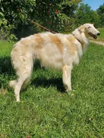 Nosetradamus, a male Borzoi for sale in North Lewisburg, OH – Photo 4 of 7