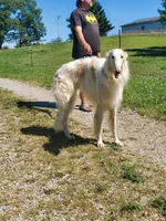 Nosetradamus, a male Borzoi for sale in North Lewisburg, OH – Photo 6 of 7