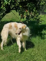 Nosetradamus, a male Borzoi for sale in North Lewisburg, OH – Photo 2 of 7