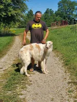 Nosetradamus, a male Borzoi for sale in North Lewisburg, OH – Photo 5 of 7